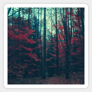 Red Forest, Forest Pathways, Scandinavian, Nordic, Nature Photography Magnet